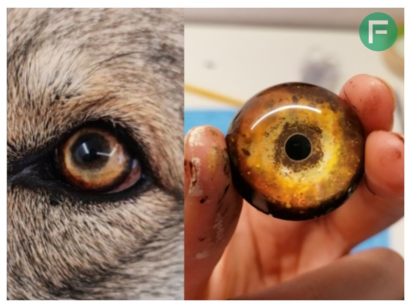 Occhio in resina poliuretanica Smooth-cast 325 EU realizzato da Elisa Berti 
